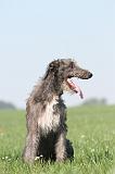 DEERHOUND 020